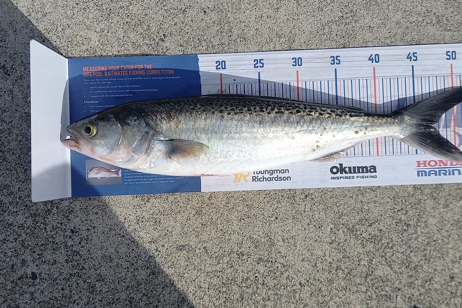 Trevor Hosking caught this 47.0cm Kahawai at Otaki  during The Export NZ Fishing Competition