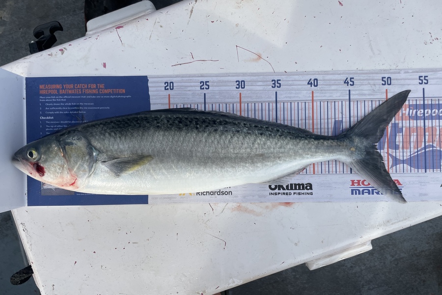 Regan George caught this 48.5cm Kahawai at Urenui  during The Export NZ Fishing Competition