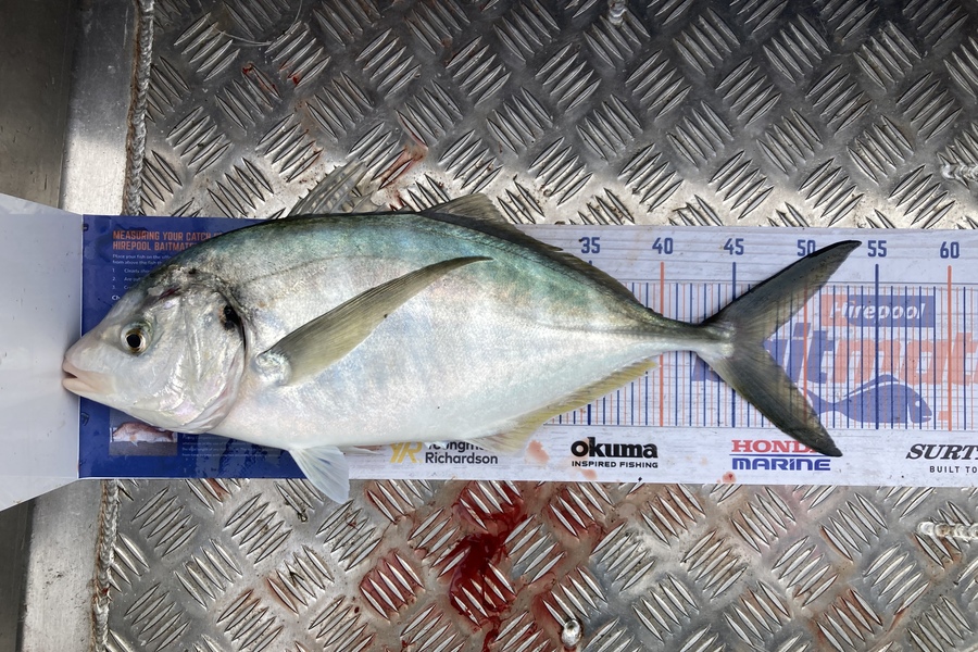 Shannon Scholes caught this 47cm Trevally at Tasman bay during The Export NZ Fishing Competition