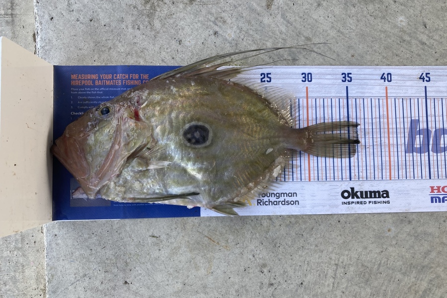 Shannon Scholes caught this 36.0cm John Dory at Tasman Bay  during The Export NZ Fishing Competition