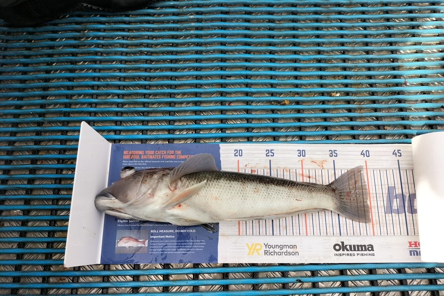 Levi kendall caught this 39.5cm Blue Cod at New Plymouth  during The Export NZ Fishing Competition