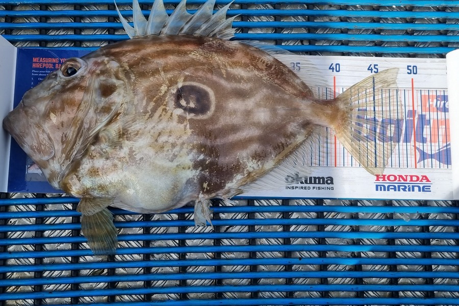 Tracey Castle caught this 48.5cm John Dory at New Plymouth  during The Export NZ Fishing Competition