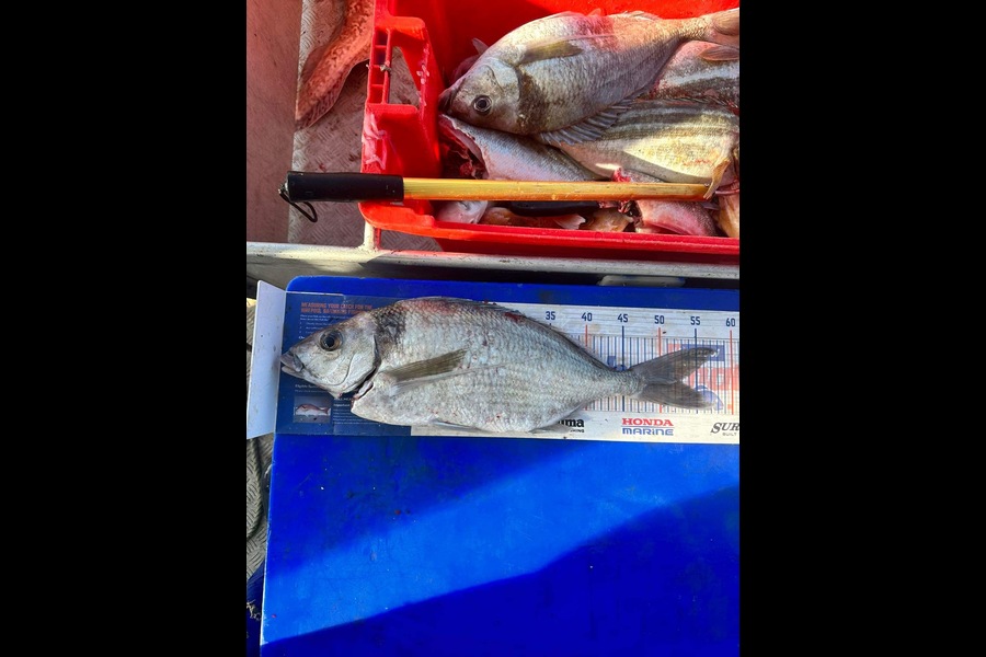 Tyler Richardson caught this 50cm Tarakihi at Otago  during The Export NZ Fishing Competition