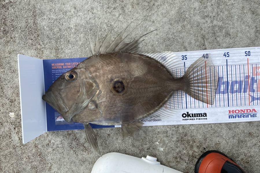 Jack Ogden caught this 43.0cm John Dory at New Plymouth during The Export NZ Fishing Competition