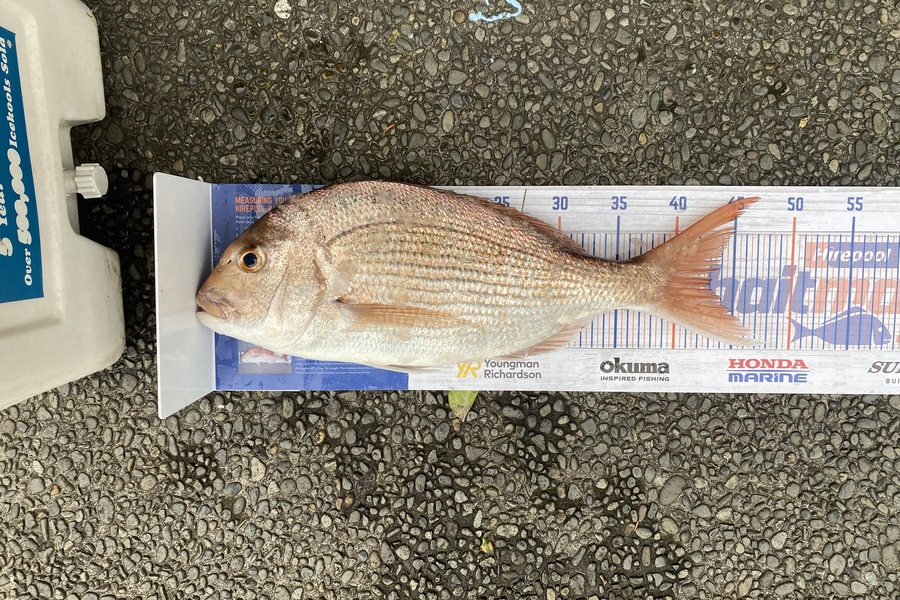Craig Jones caught this 43cm Snapper at Tauranga  during The Export NZ Fishing Competition