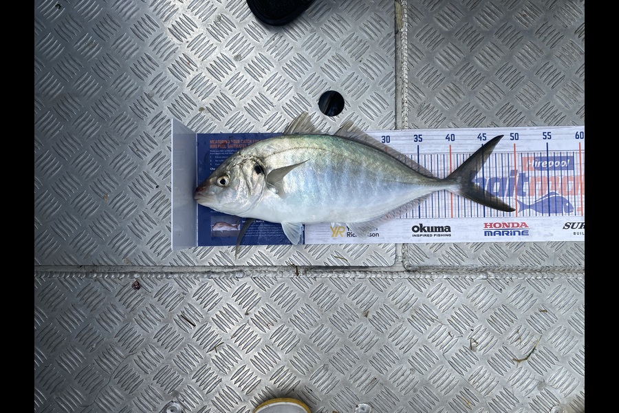 Craig Jones caught this 43.0cm Trevally at Tauranga  during The Export NZ Fishing Competition