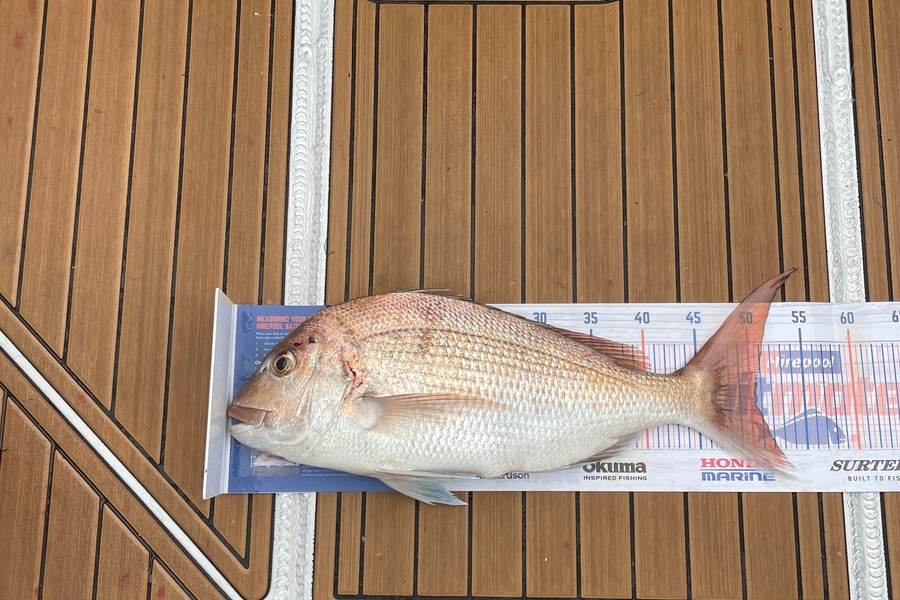 Neville Cane caught this 50.5cm Snapper at Marlborough sounds during The Export NZ Fishing Competition