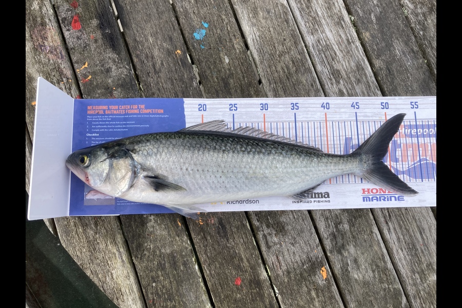 Brent Kale caught this 48cm Kahawai at Motiti  during The Export NZ Fishing Competition