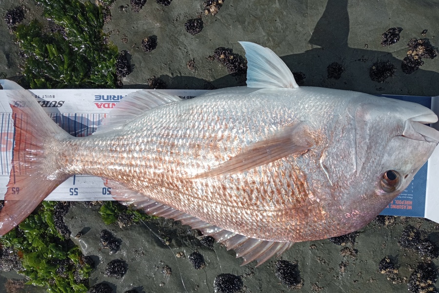 Allan Simons caught this 64cm Snapper at Mokau during The Export NZ Fishing Competition