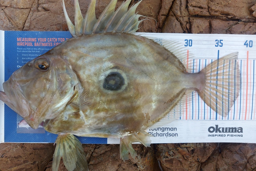 Troy Rae-Royle caught this 39.0cm John Dory at Coromandel  during The Export NZ Fishing Competition