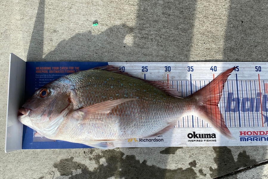 Shane Macrae caught this 40.5cm Snapper at Ohawe  during The Export NZ Fishing Competition