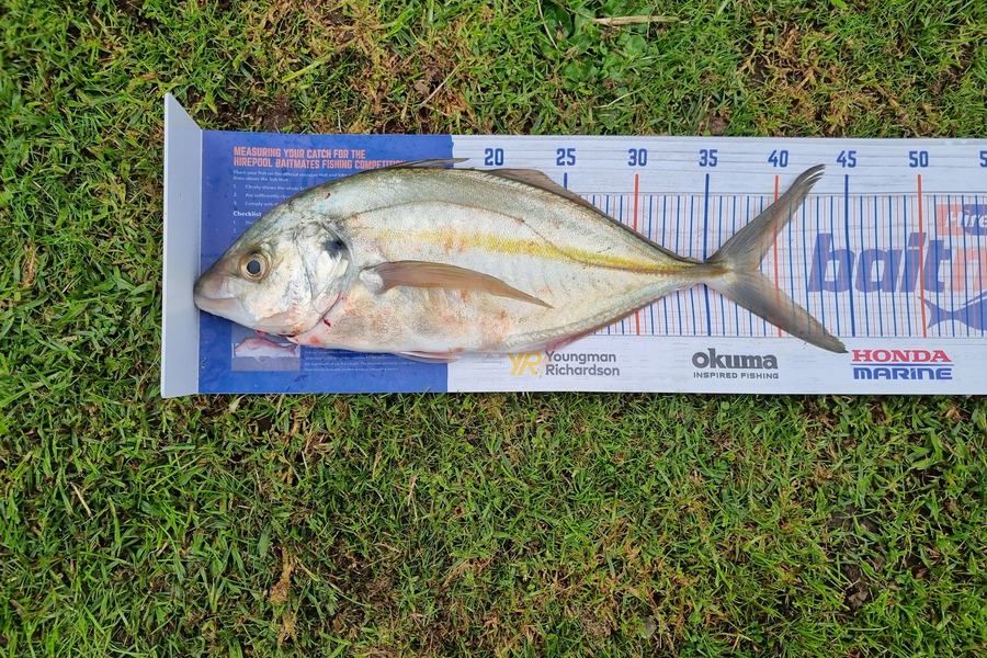 Michael Brown caught this 38.5cm Trevally at Bop during The Export NZ Fishing Competition