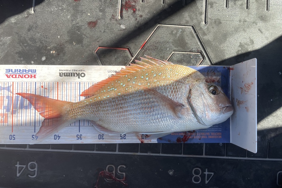 Liz van der Westhuizen caught this 42.5cm Snapper at Tauranga around Motiti during The Export NZ Fishing Competition