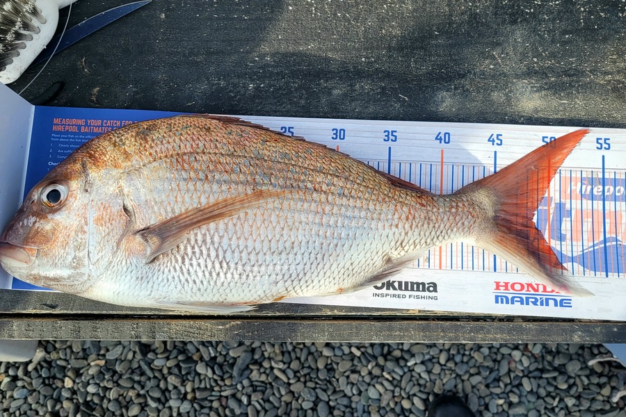 Fynn McDonough caught this 48.5cm Snapper at Marlborough Sounds during The Export NZ Fishing Competition