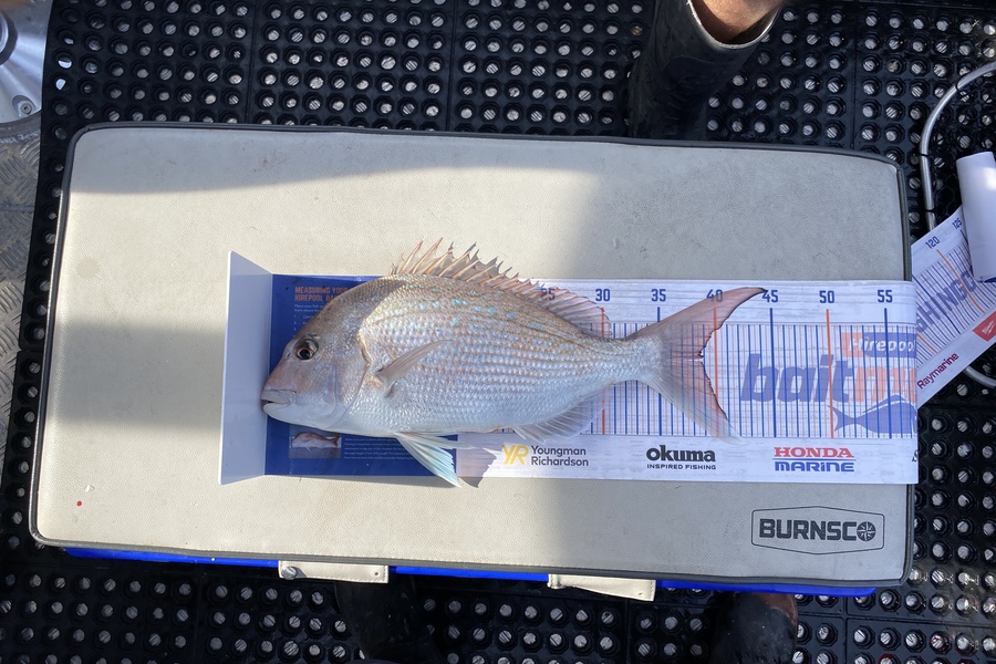 Tony Flowers caught this 39.0cm Snapper at West coast Wellington  during The Export NZ Fishing Competition