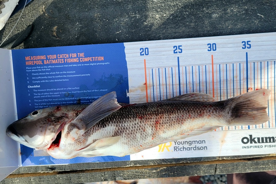 Fynn McDonough caught this 37.5cm Blue Cod at Marlborough Sounds  during The Export NZ Fishing Competition