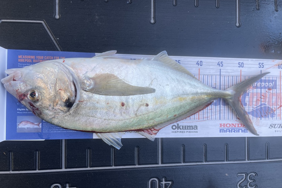 Liz van der Westhuizen caught this 49.5cm Trevally at Tauranga around Motiti during The Export NZ Fishing Competition
