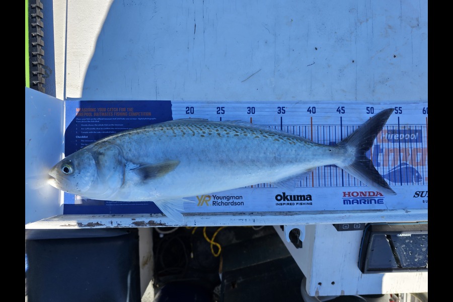 Wesley  Skinner  caught this 48.5cm Kahawai at South Shore Spit during The Export NZ Fishing Competition
