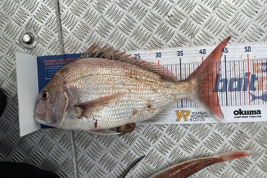 Caddison Murfitt caught this 42.5cm Snapper at Taranaki  during The Export NZ Fishing Competition