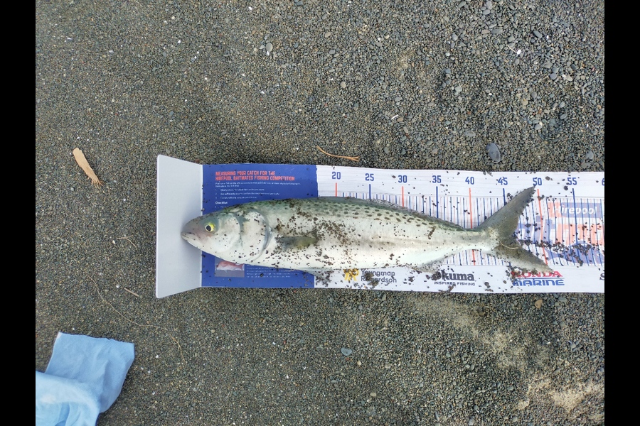 Shamus Brophy caught this 46.0cm Kahawai at Whirinaki during The Export NZ Fishing Competition