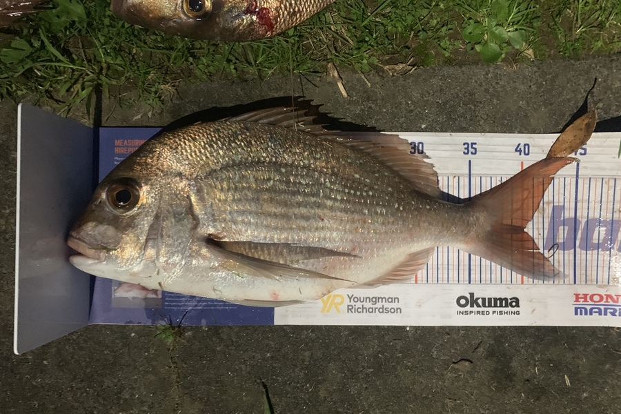 Strike King caught this 40cm Snapper at Matarangi during The Export NZ Fishing Competition