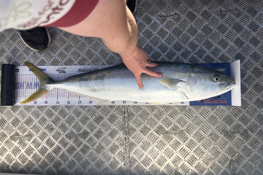 Erin Mcloughlin caught this 83.5cm Kingfish at Hauraki Gulf during The Export NZ Fishing Competition
