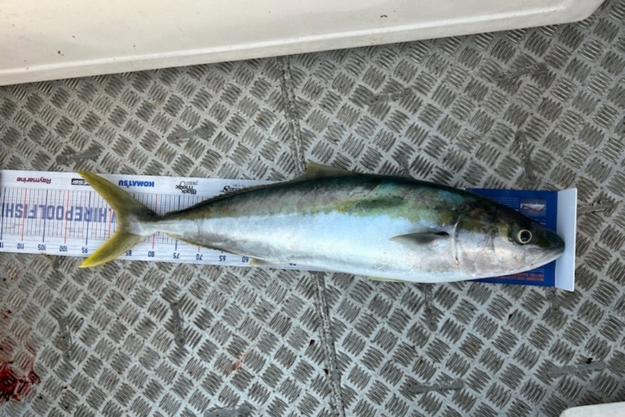 Greg Mcloughlin caught this 88cm Kingfish at Hauraki Gulf during The Export NZ Fishing Competition