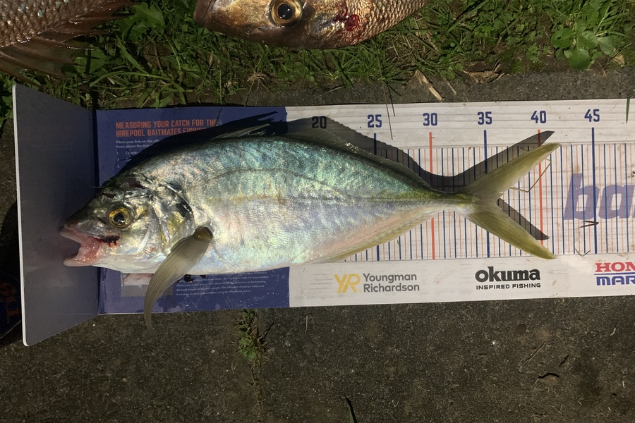 Strike King caught this 35.5cm Trevally at Matarangi  during The Export NZ Fishing Competition