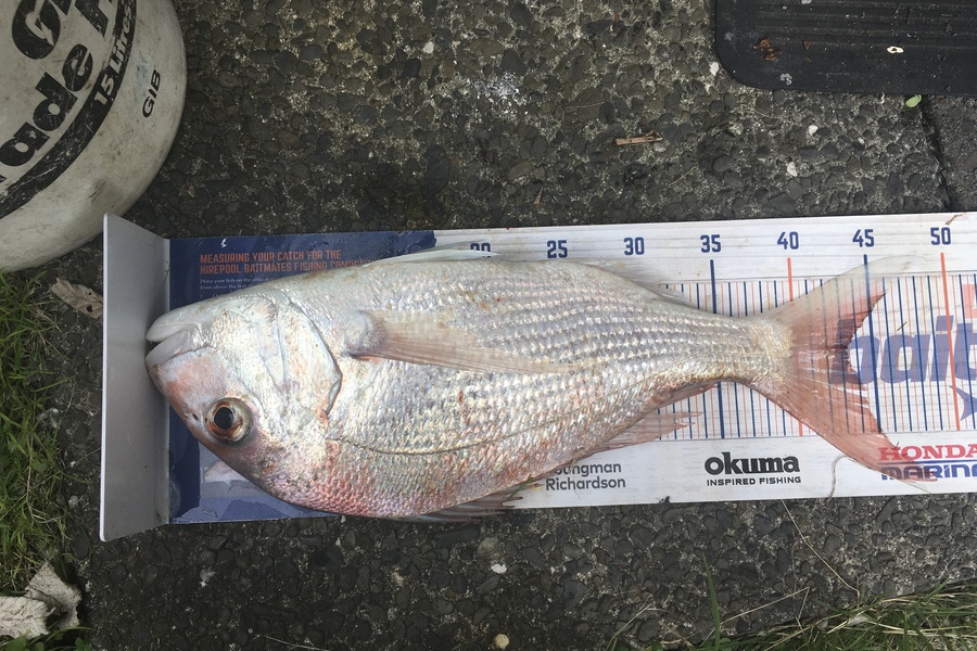 Tony Dodson caught this 43.0cm Snapper at Omaio  during The Export NZ Fishing Competition