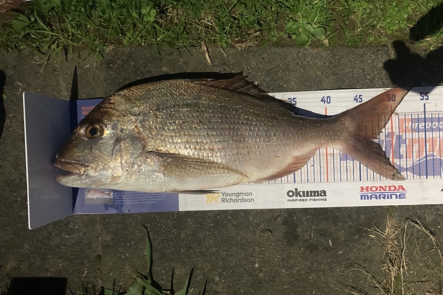David Hammonds caught this 47.5cm Snapper at Kuaotunu during The Export NZ Fishing Competition