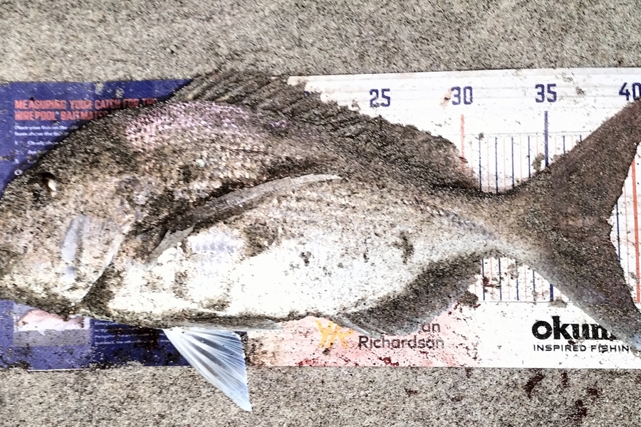 Joel Rangi caught this 38.5cm Snapper at Papamoa Beach, Tauranga  during The Export NZ Fishing Competition
