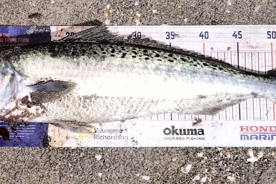 Joel Rangi caught this 54.5cm Kahawai at Maketu  during The Export NZ Fishing Competition