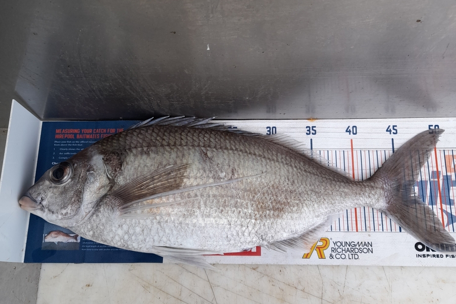 Ray Van Driel caught this 47.0cm Tarakihi at Wellington south during The Export NZ Fishing Competition