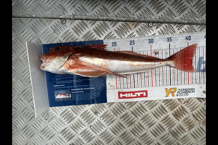 Caddison Murfitt caught this 41.0cm Gurnard at Taranaki  during The Export NZ Fishing Competition