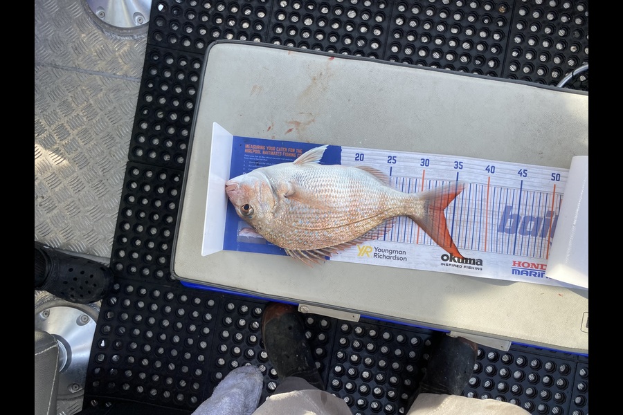 Roger Moore caught this 33.5cm Snapper at West Coast Wellington during The Export NZ Fishing Competition
