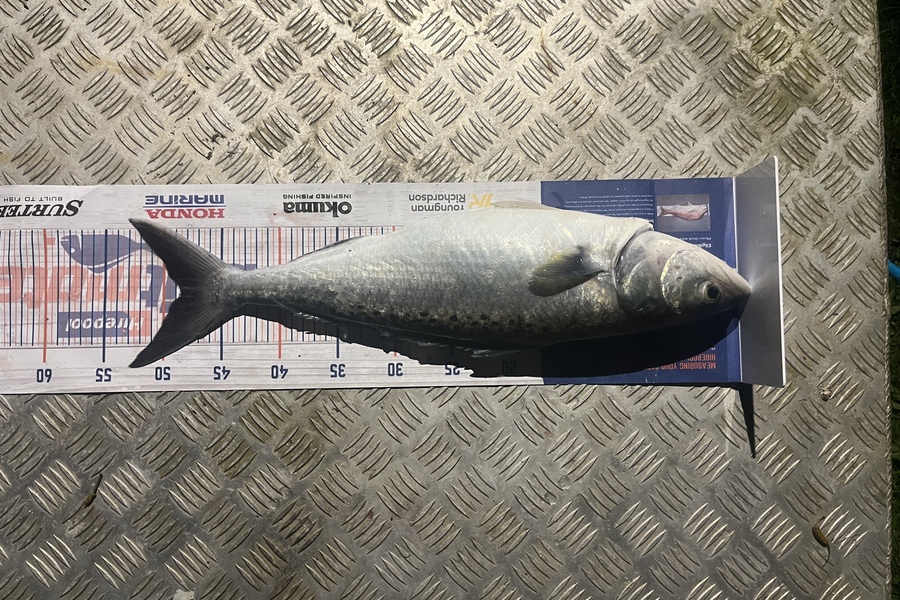Chris Lane caught this 48.5cm Kahawai at Kawhia  during The Export NZ Fishing Competition