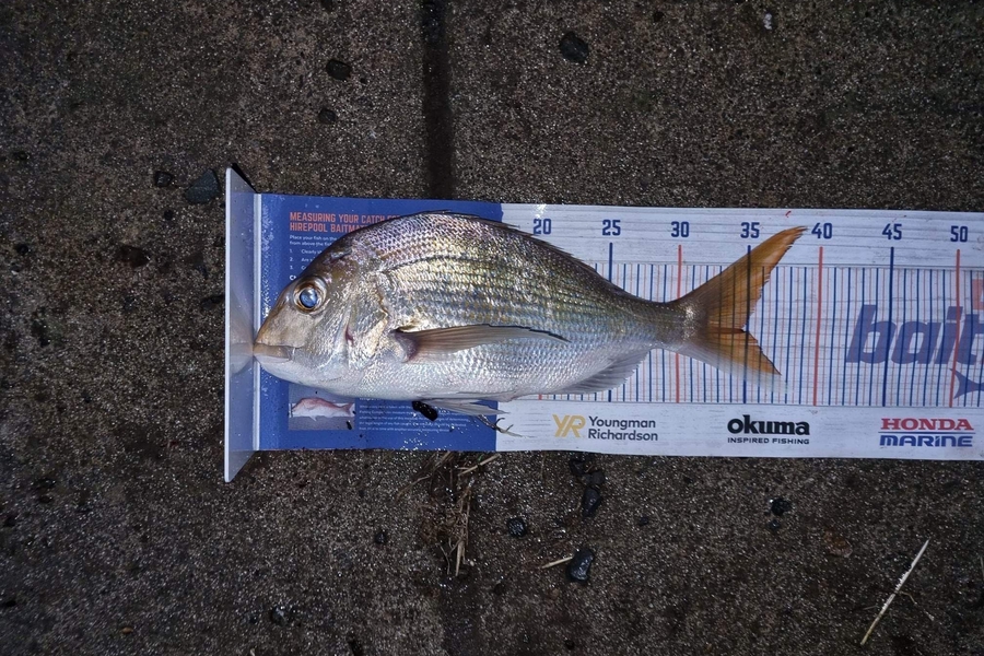 Dan Towgood caught this 34.5cm Snapper at Waikawau during The Export NZ Fishing Competition