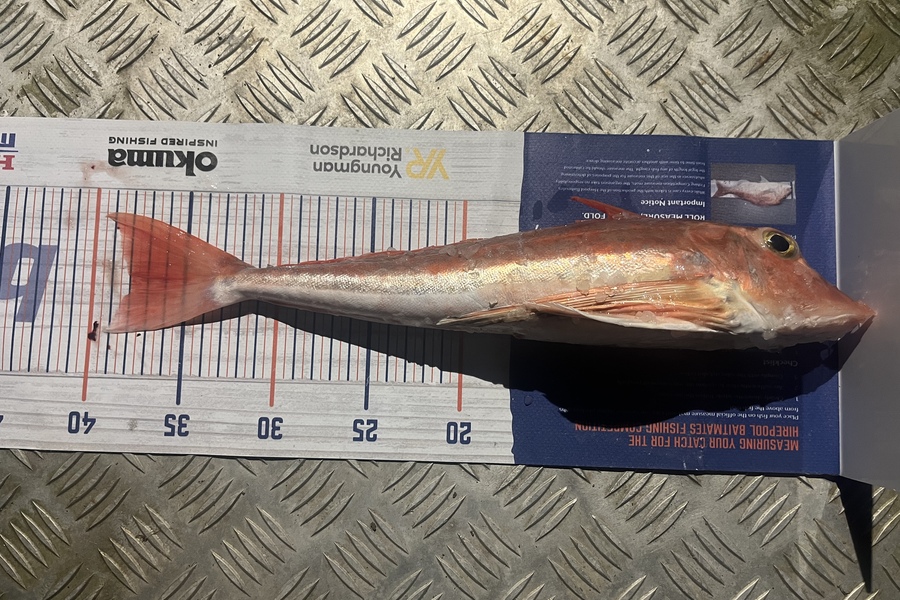 Chris Lane caught this 38.0cm Gurnard at Kawhia during The Export NZ Fishing Competition