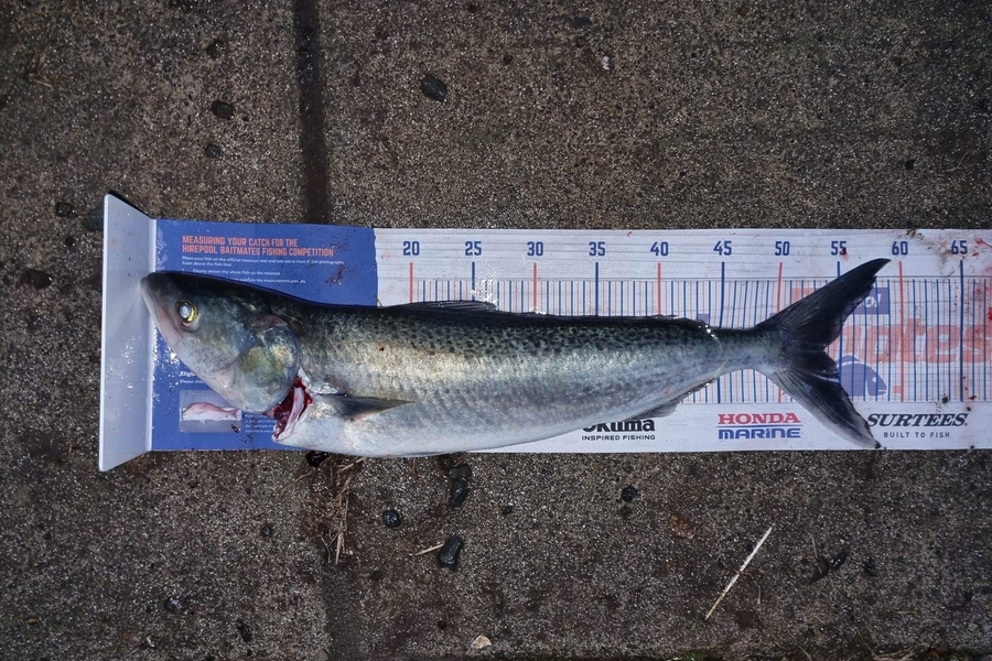 Dan Towgood caught this 53.5cm Kahawai at Waikawau during The Export NZ Fishing Competition