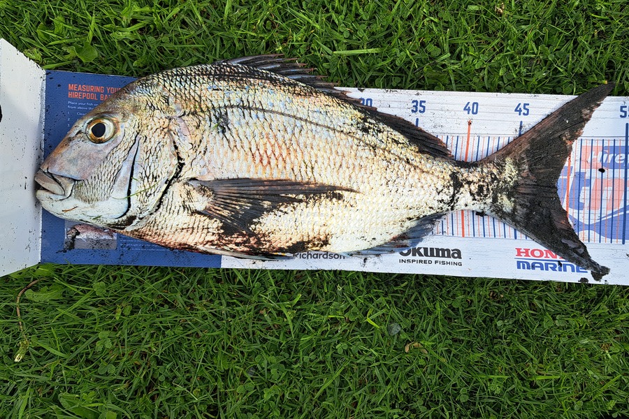 Brian Farley caught this 48.5cm Snapper at Wai iti during The Export NZ Fishing Competition