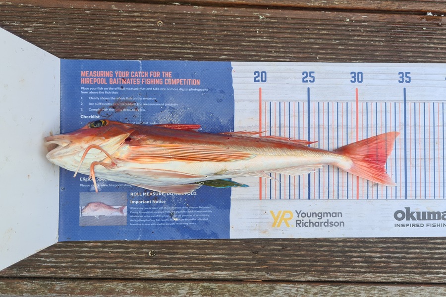 David Kovacs caught this 32.5cm Gurnard at Wellington harbor  during The Export NZ Fishing Competition