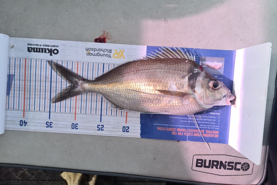 David Kovacs caught this 31.0cm Tarakihi at Wellington harbor  during The Export NZ Fishing Competition