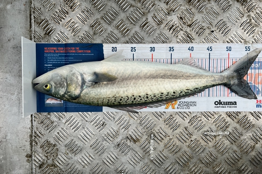 Nina Andrews caught this 54.0cm Kahawai at Waikawau during The Export NZ Fishing Competition