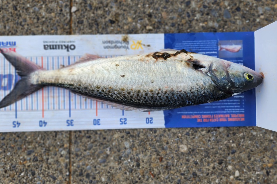 Myles Carson caught this 44.0cm Kahawai at Kapiti  during The Export NZ Fishing Competition