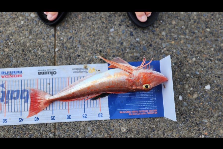 Myles Carson caught this 42.0cm Gurnard at Kapiti  during The Export NZ Fishing Competition