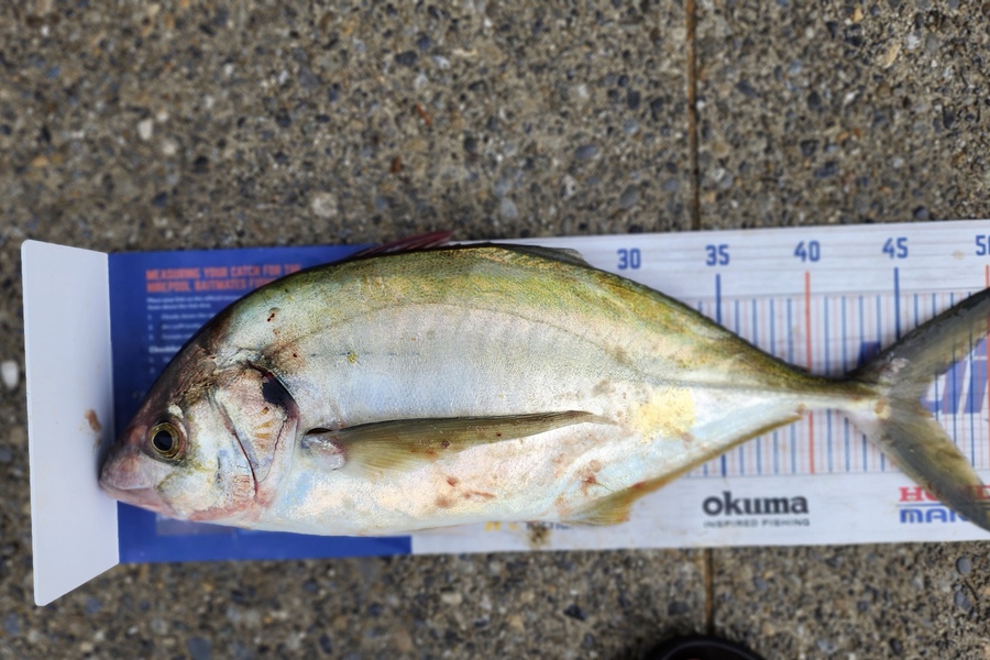 Myles Carson caught this 46.0cm Trevally at Kapiti  during The Export NZ Fishing Competition
