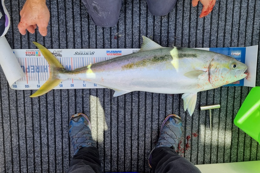 Stacey Gillespie caught this 89.5cm Kingfish at Tasman Bay during The Export NZ Fishing Competition