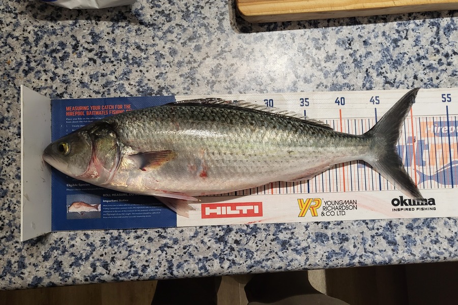 Keith Langham caught this 47.5cm Kahawai at Tasman bay during The Export NZ Fishing Competition