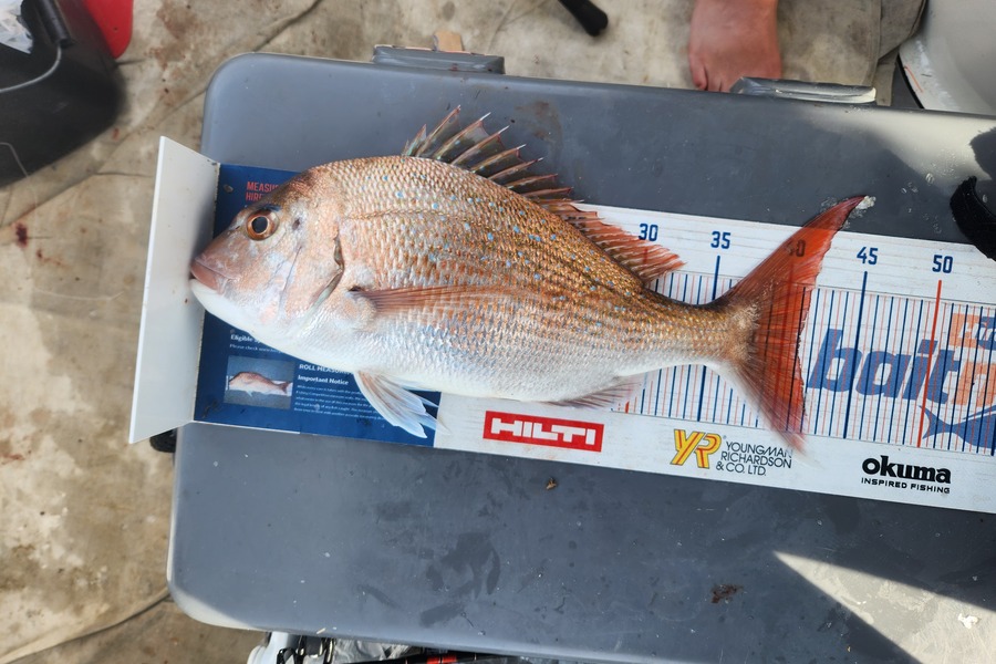 Reuben Gray caught this 41.0cm Snapper at Whanganui  during The Export NZ Fishing Competition