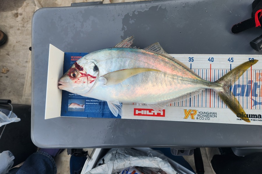 Reuben Gray caught this 44.5cm Trevally at Whanganui  during The Export NZ Fishing Competition